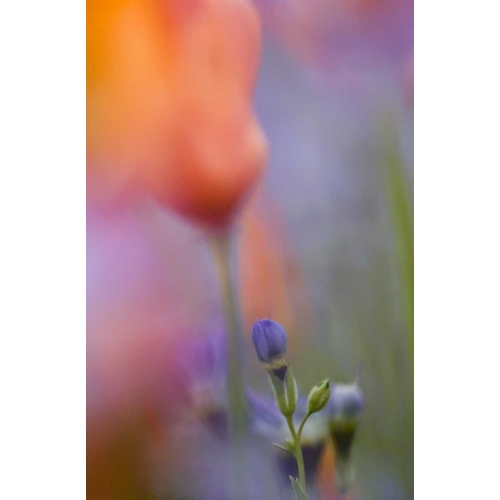 California, Abstract of poppies and gilia flowers